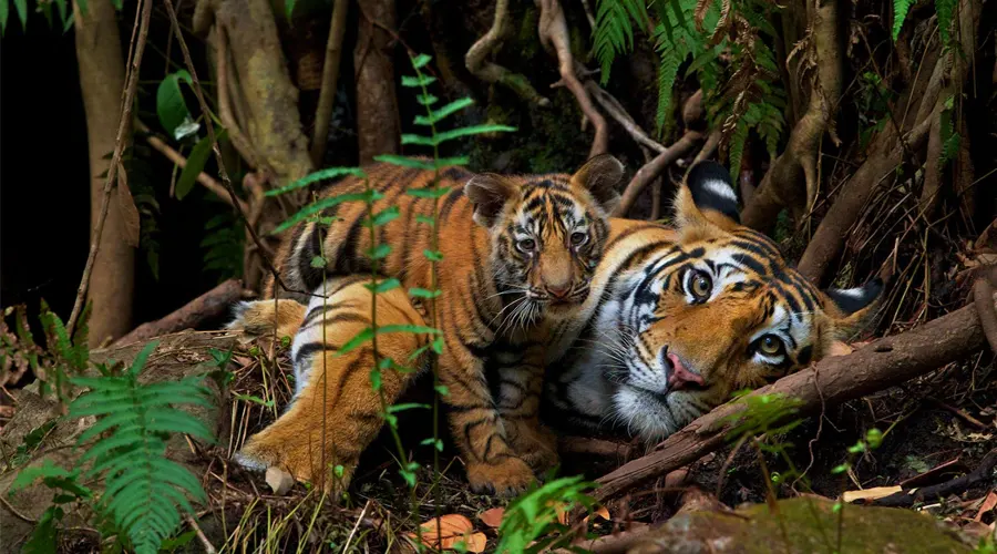 Dudhwa National Park & Tiger Reseve